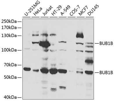 BUB1B Antibody