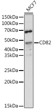 CD82 Antibody