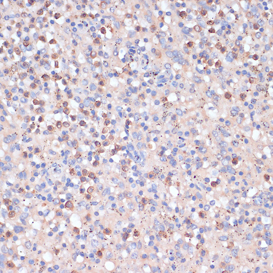 CD82 Antibody