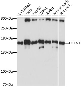 DCTN1 Antibody