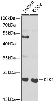 KLK1 Antibody