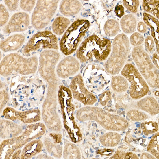 KLK1 Antibody