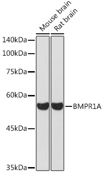 BMPR1A Antibody