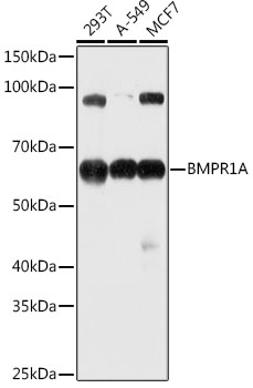 BMPR1A Antibody