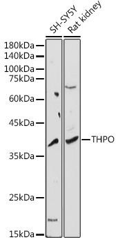 THPO Antibody