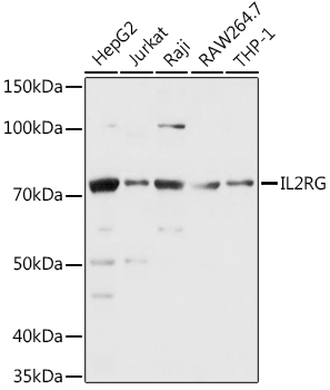 IL2RG Antibody