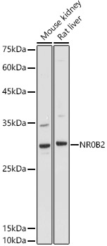 NR0B2 Antibody