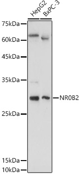 NR0B2 Antibody