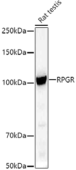 RPGR Antibody