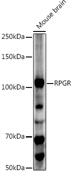 RPGR Antibody