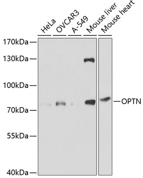 OPTN Antibody