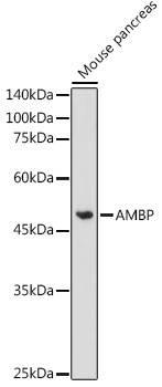 AMBP Antibody