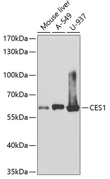 CES1 Antibody