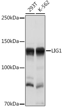 LIG1 Antibody