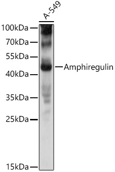 AREG Antibody