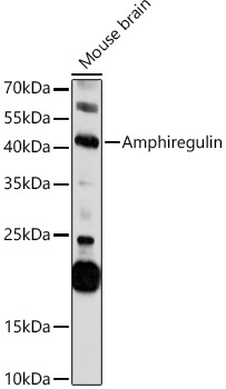 AREG Antibody