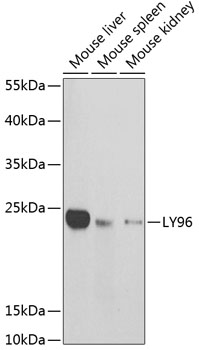 LY96 Antibody