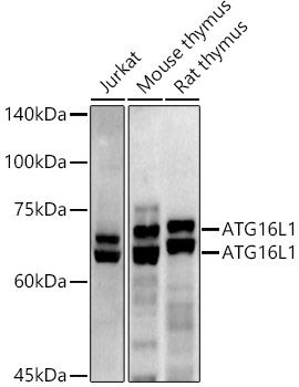 ATG16L1 Antibody