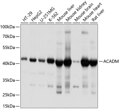 ACADM Antibody