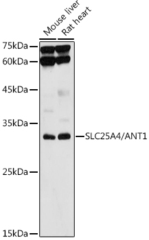 SLC25A4 Antibody