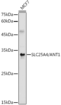 SLC25A4 Antibody