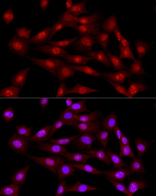 LIG3 Antibody