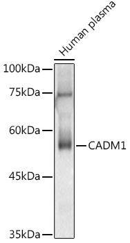 CADM1 Antibody