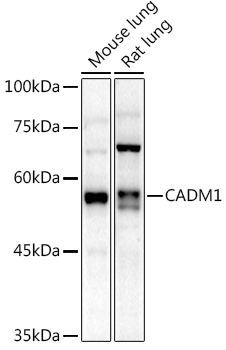 CADM1 Antibody