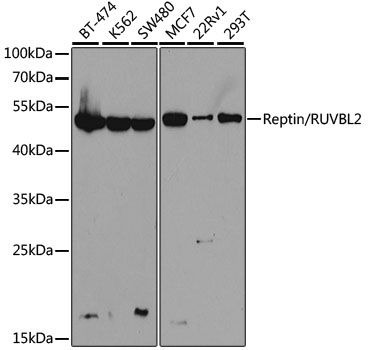 RUVBL2 Antibody