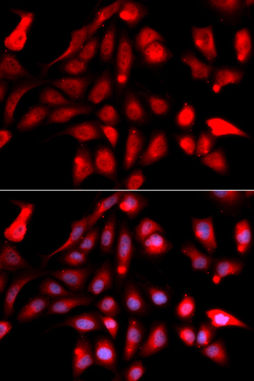 RUVBL2 Antibody