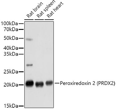 PRDX2 Antibody