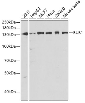 BUB1 Antibody