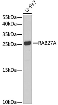 RAB27A Antibody