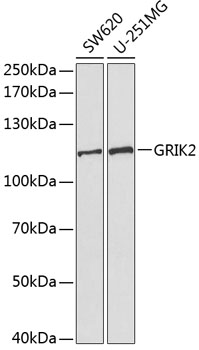 GRIK2 Antibody