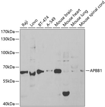 APBB1 Antibody