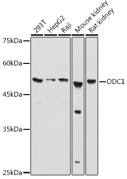 ODC1 Antibody