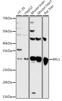 RPL5 Antibody