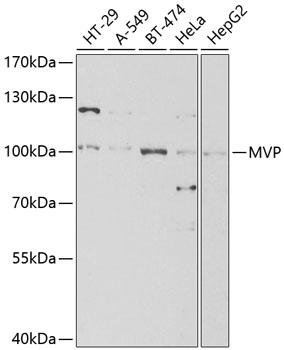 MVP Antibody