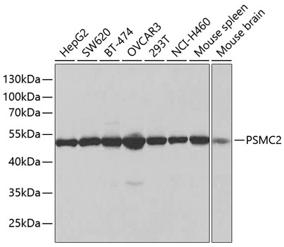 PSMC2 Antibody