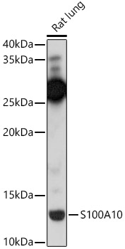 S100A10 Antibody