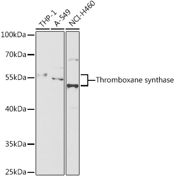 TBXAS1 Antibody