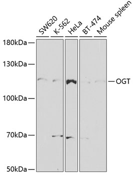 OGT Antibody