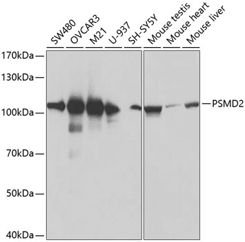 PSMD2 Antibody