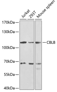 CBLB Antibody