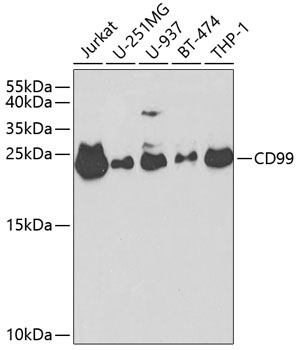 CD99 Antibody