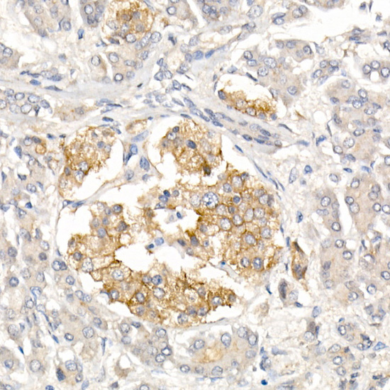 CD99 Antibody