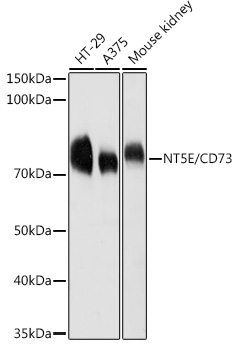 NT5E Antibody