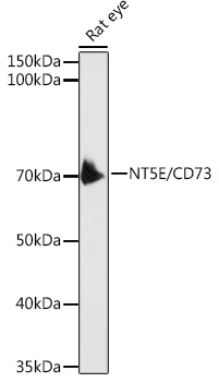 NT5E Antibody