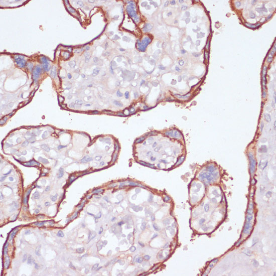 NT5E Antibody