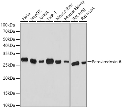 PRDX6 Antibody